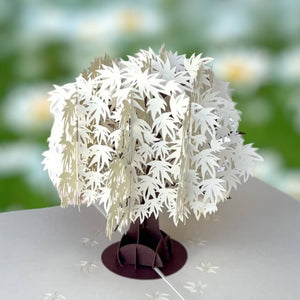 Cream White Japanese Maple Tree 3D Pop Up Greeting Card