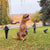 Giant Inflatable Brown T-rex Dinosaur Blow Up Costume Suit