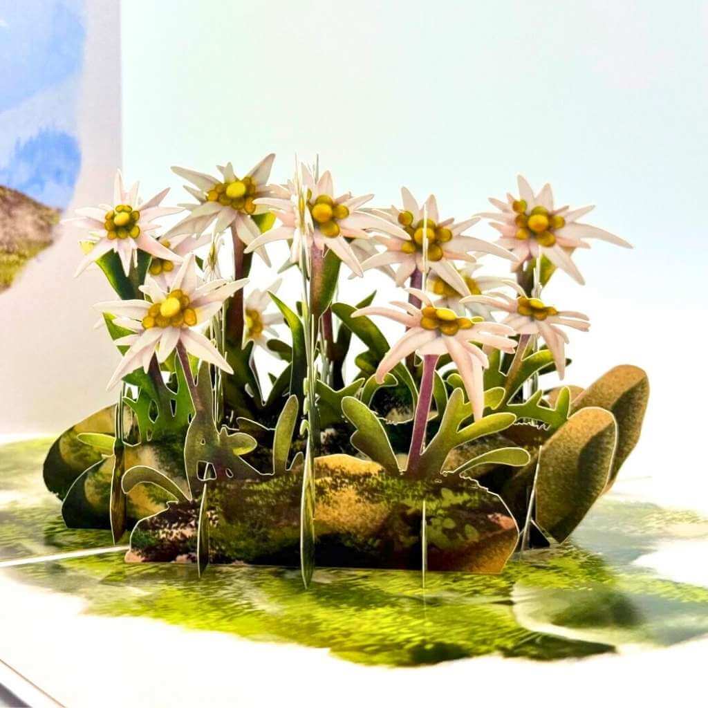 Australian Flannel Native Flower Garden 3D Pop Up Greeting Card