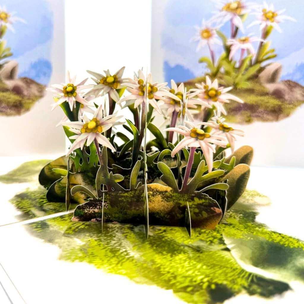 Australian Flannel Native Flower Garden 3D Pop Up Greeting Card