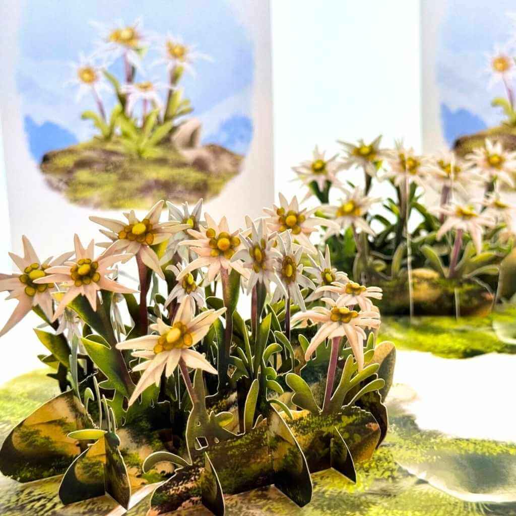 Australian Flannel Native Flower Garden 3D Pop Up Greeting Card