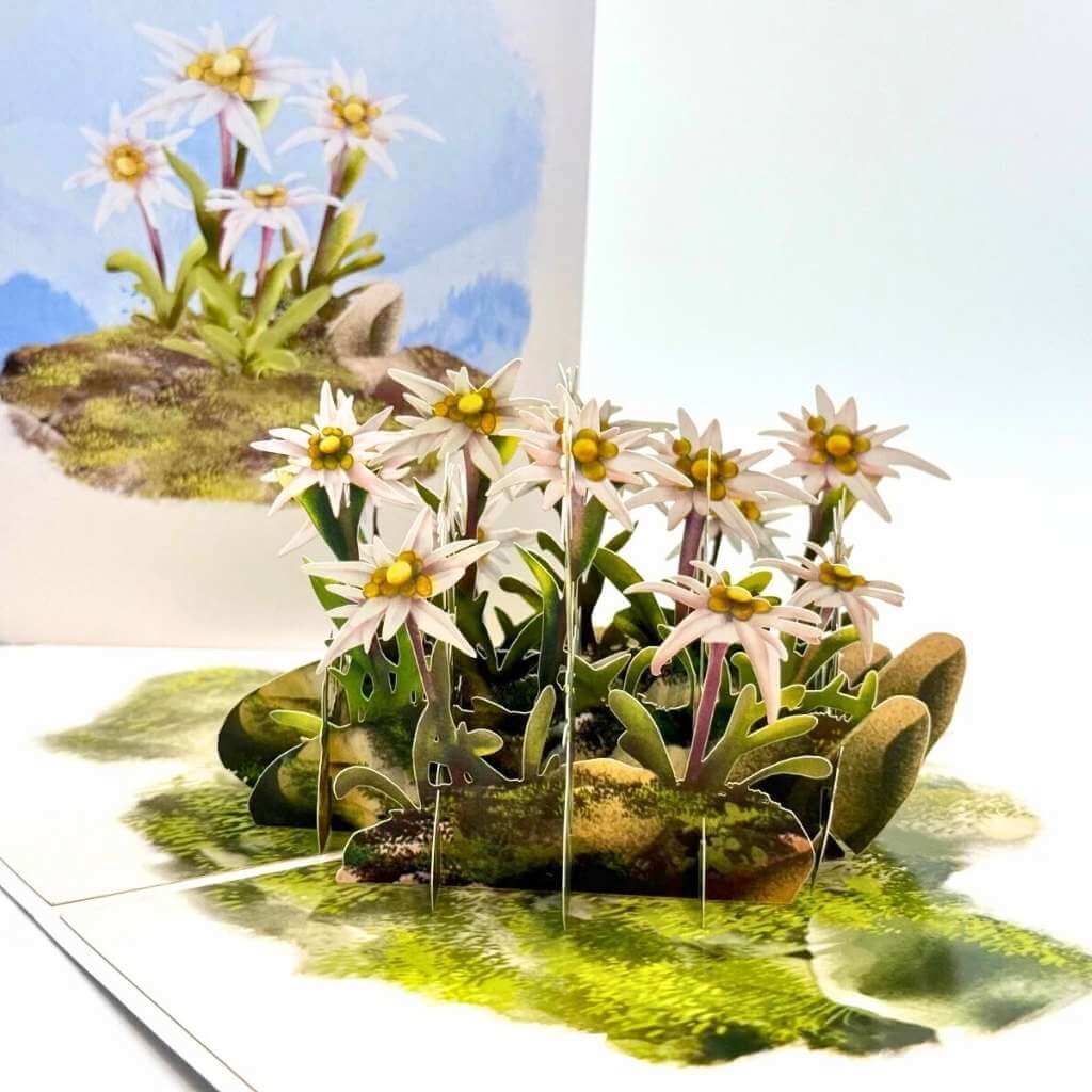 Australian Flannel Native Flower Garden 3D Pop Up Greeting Card