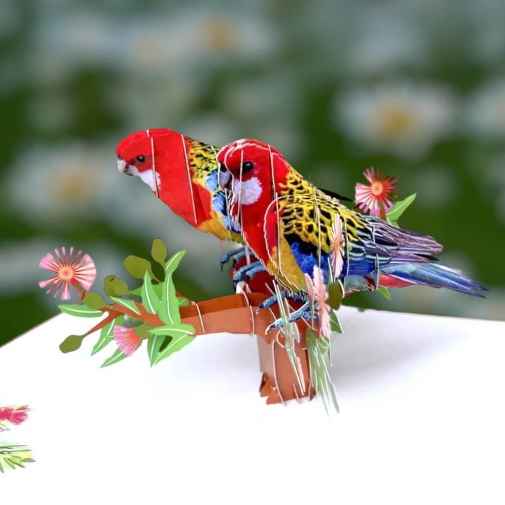 Eastern Rosella parrot couple pop card – Australian native bird 3D greeting card