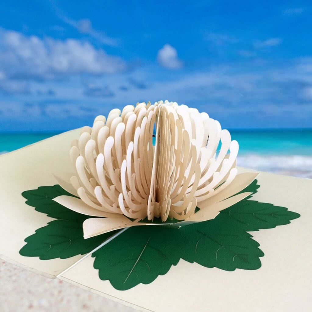 Handmade Australian Native Flower White Waratah Pop Up Greeting Card - Online Party Supplies