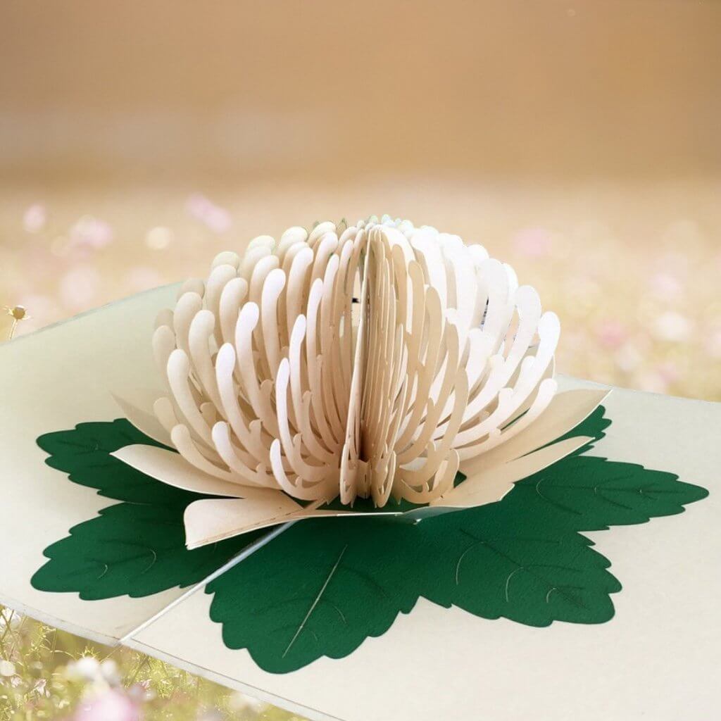 Handmade Australian Native Flower White Waratah Pop Up Greeting Card - Online Party Supplies