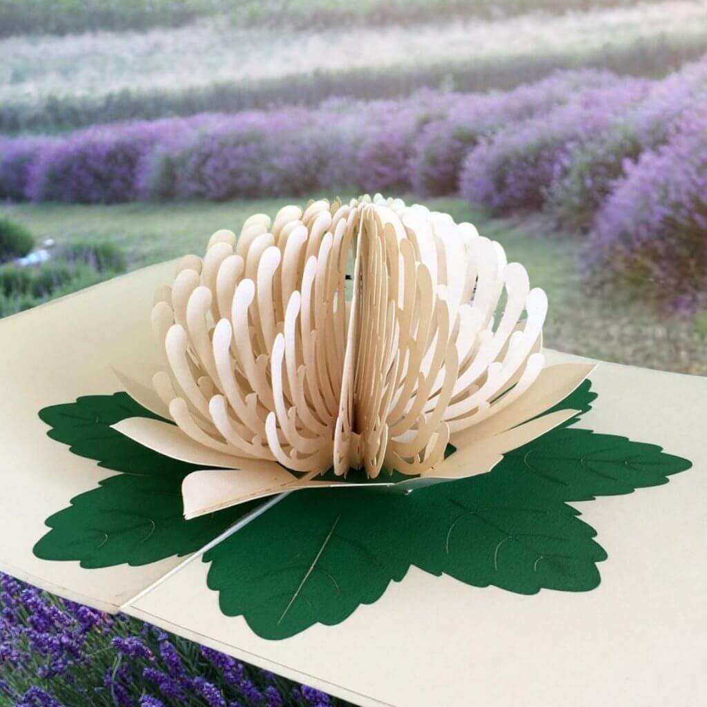 Handmade Australian Native Flower White Waratah Pop Up Greeting Card - Online Party Supplies