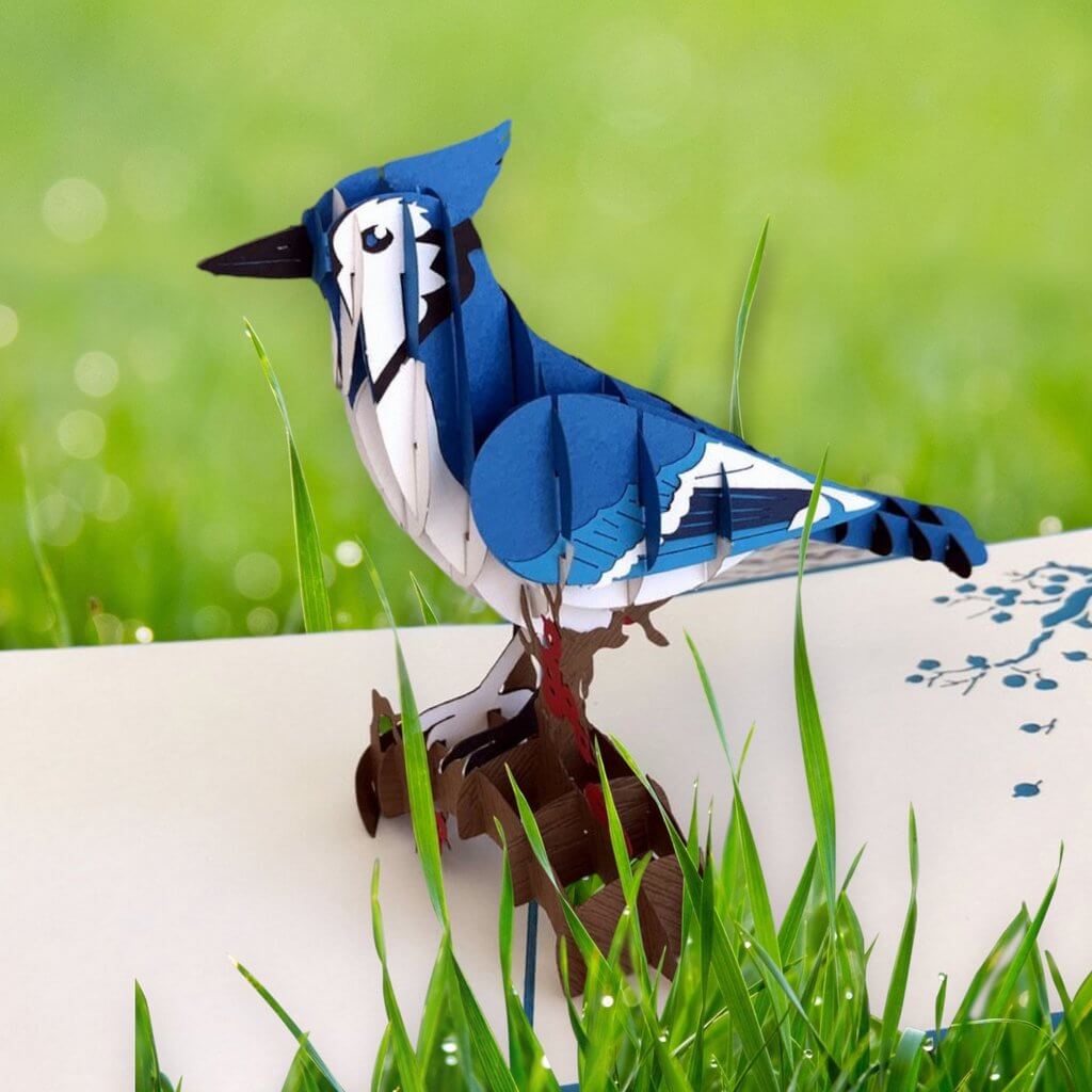 Handmade Blue Jay Bird 3D Pop Up Greeting Card
